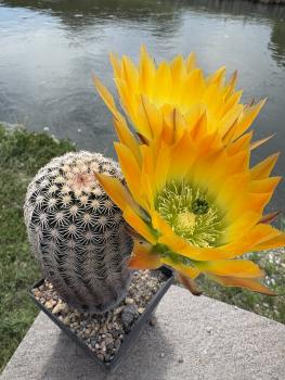 Preview: Echinocereus ctenoides
